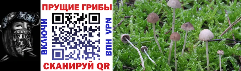 mega как войти  Минусинск  Галлюциногенные грибы MAGIC MUSHROOMS 
